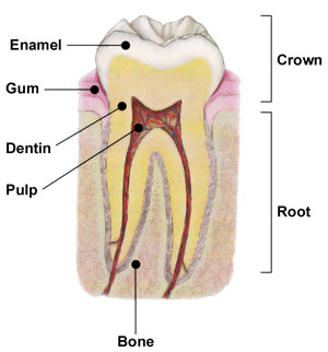 Tooth